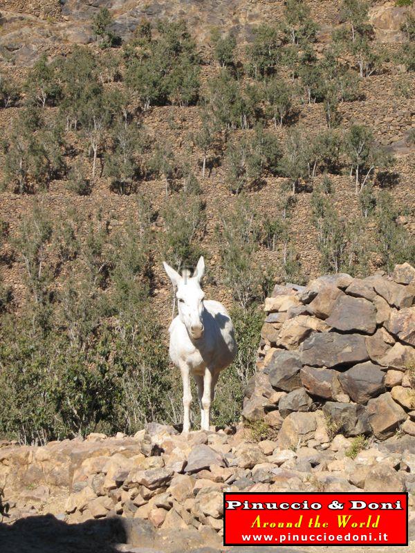 Yemen - From Shahara to valley - 06.jpg